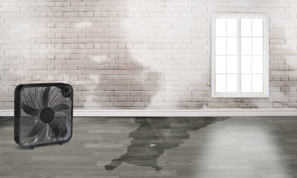 Best Basement water damage restoration  in Columbus, WI